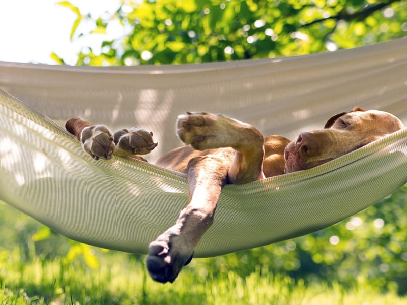Summer Heat Tips
