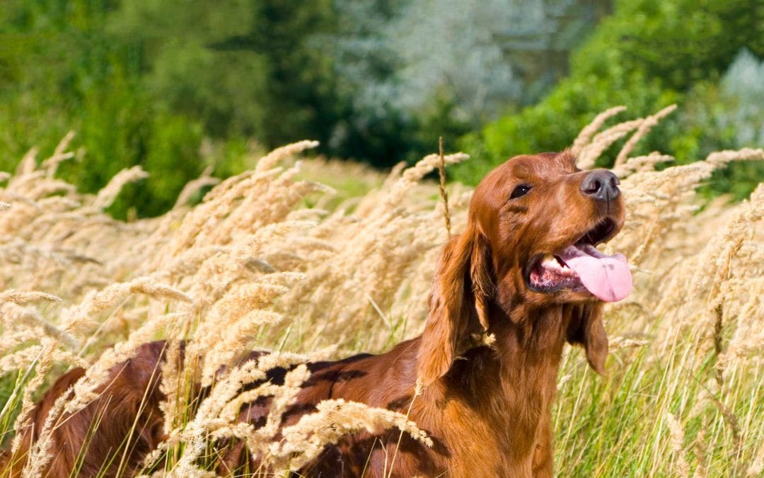 Dogs and Long Grass