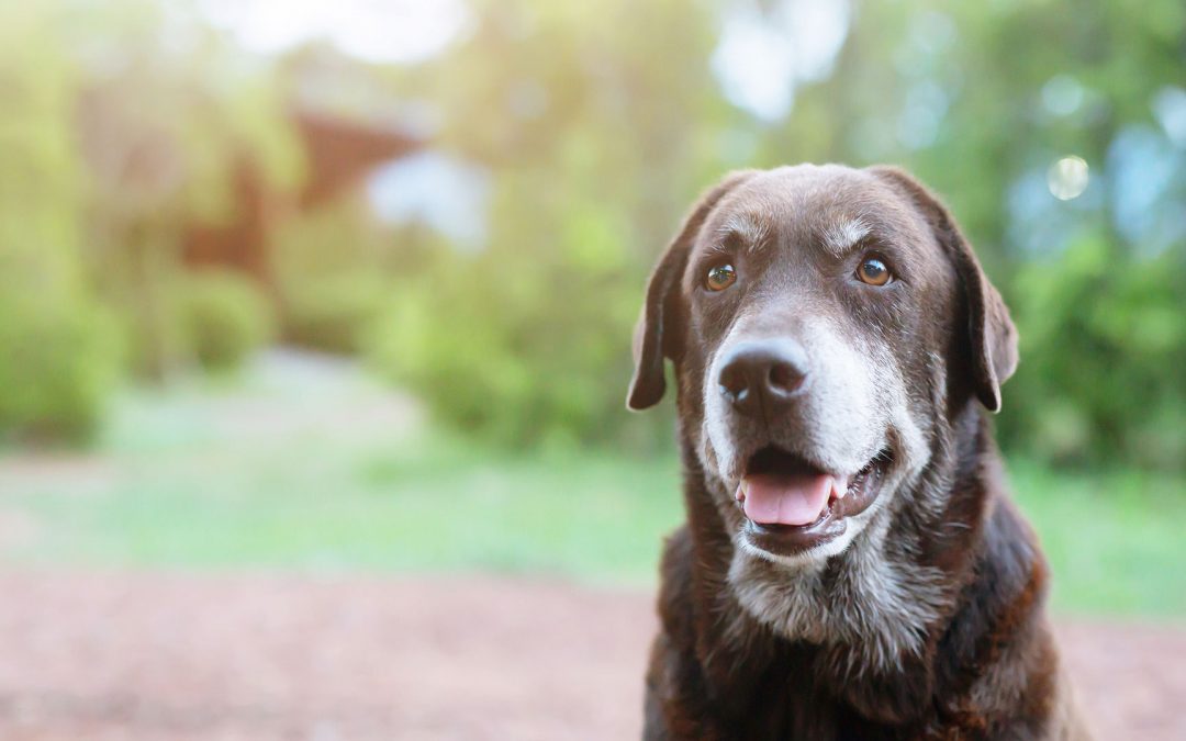 Osteoarthritis and your pet