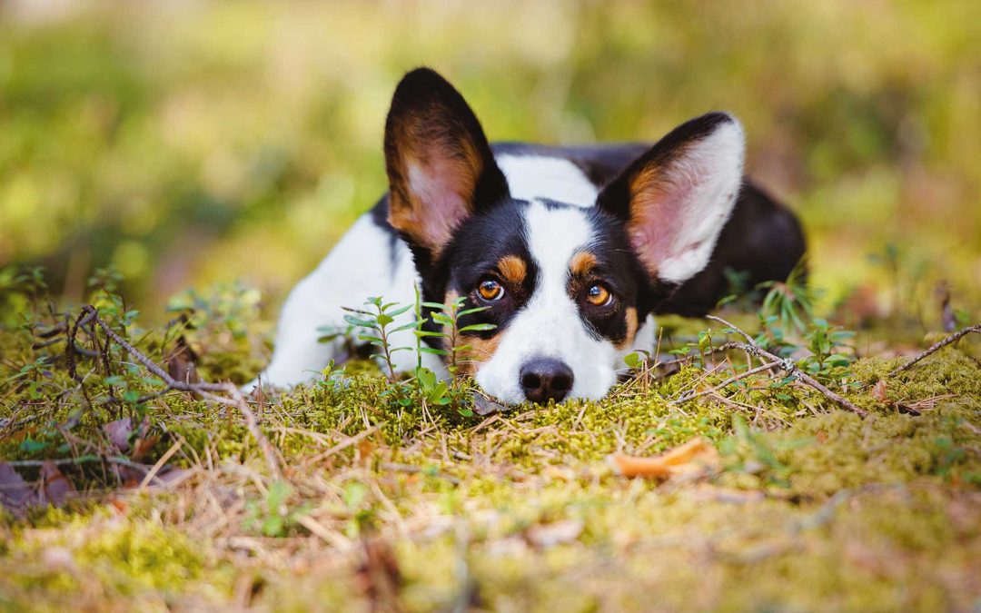 So your pet has fleas, now what?