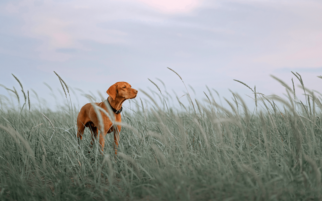 Grass Seed Dangers in Dogs