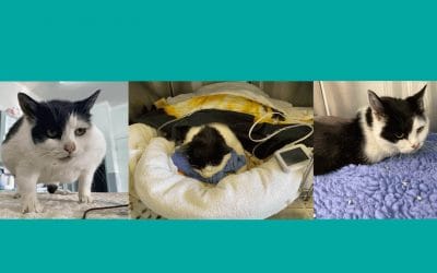 Vetriage Case Study: Tonic