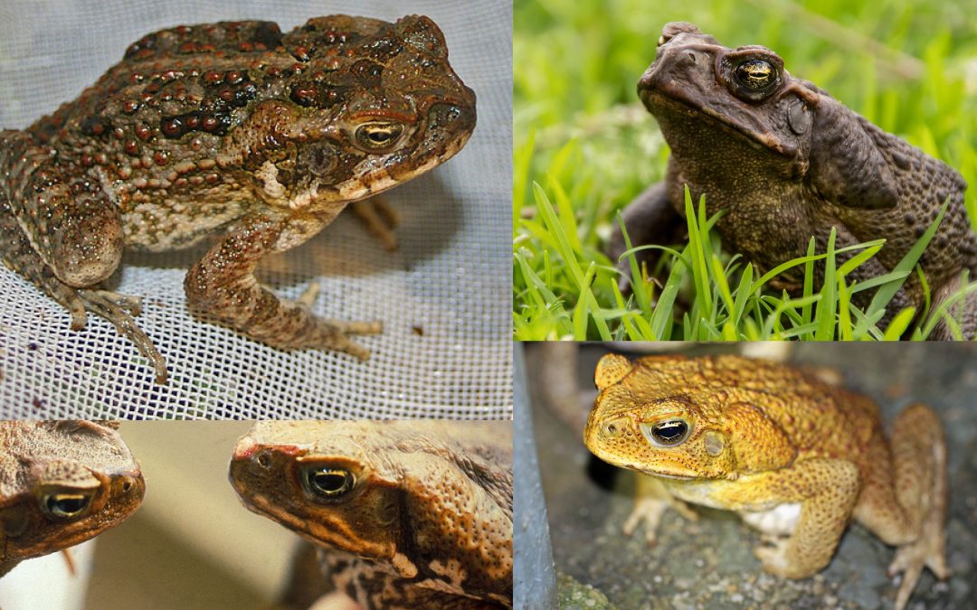 Cane Toads and Dogs