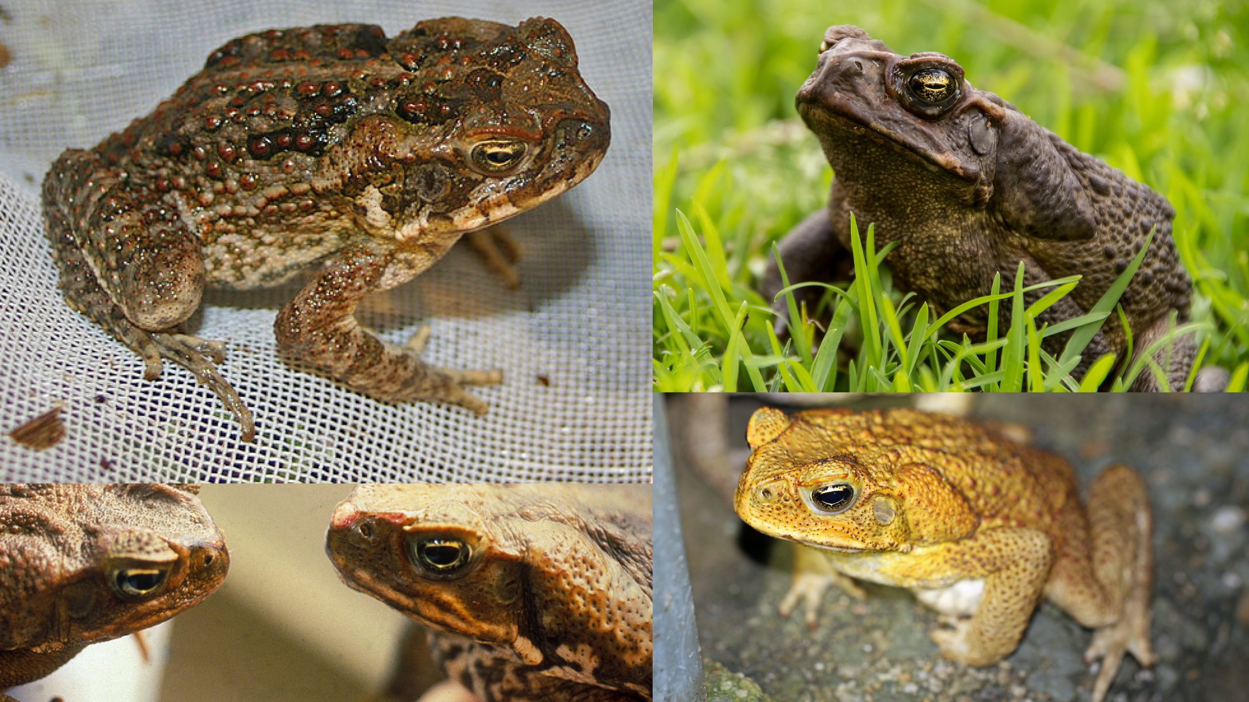 are dead toads poisonous to dogs