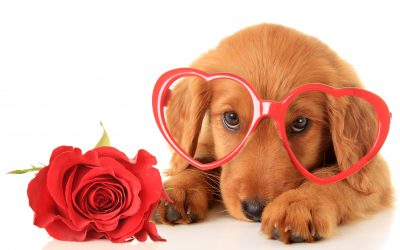 Common Valentine’s Day Pet Dangers