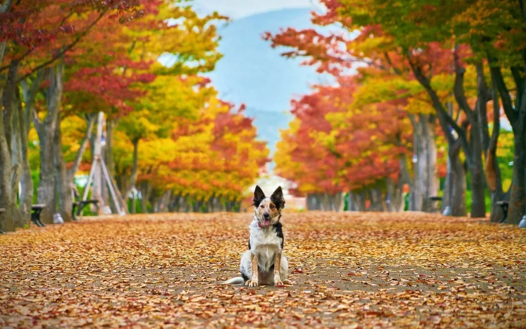 Autumn Pet Dangers