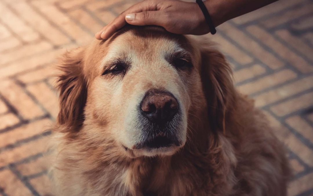 Signs of an Ageing Pet