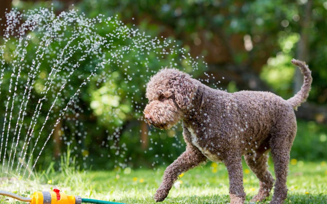 Tips to Avoid Pet Heat Stress This Summer