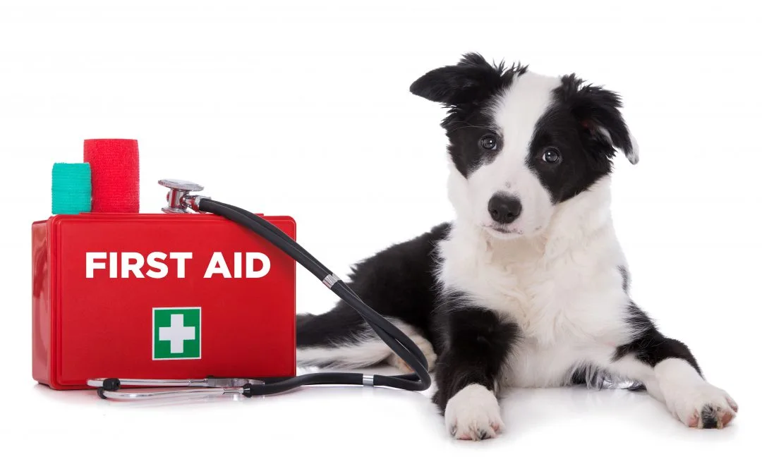 Pet First Aid Kit Essentials