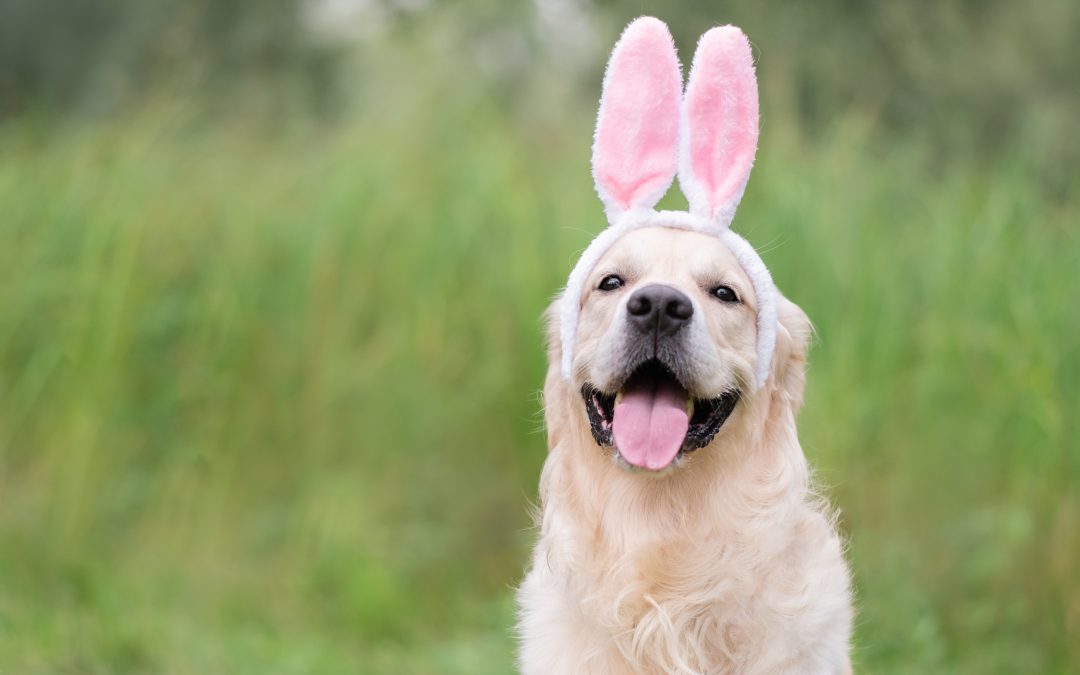 Easter time and your pet
